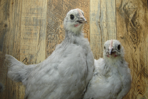 4 Pullet Chicks Week 4